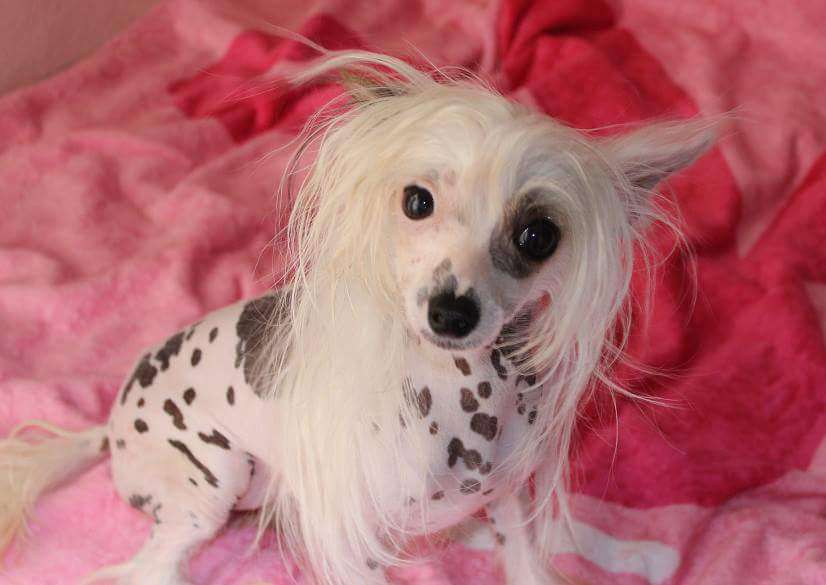 Muhen Sehsy de L'Essence de Mon Tout