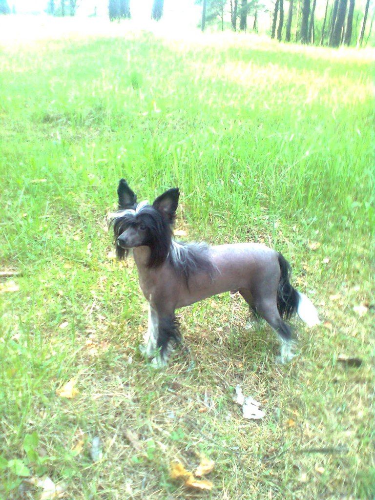 Olgivan Show Beethoven