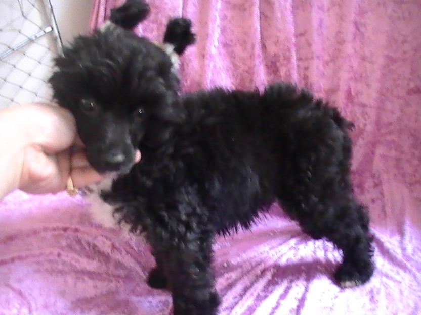 Blue bird paradise G2