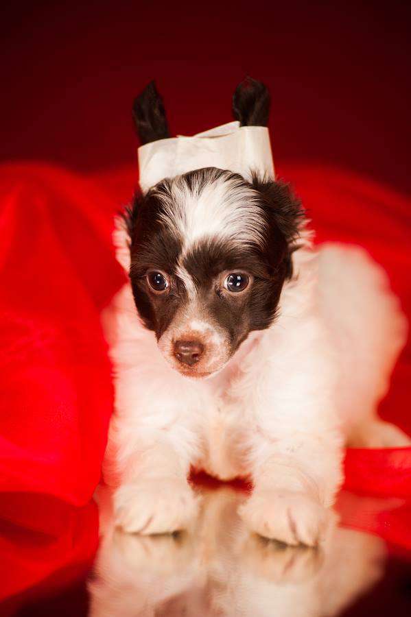 Elizar iz Serebryanogo Raya