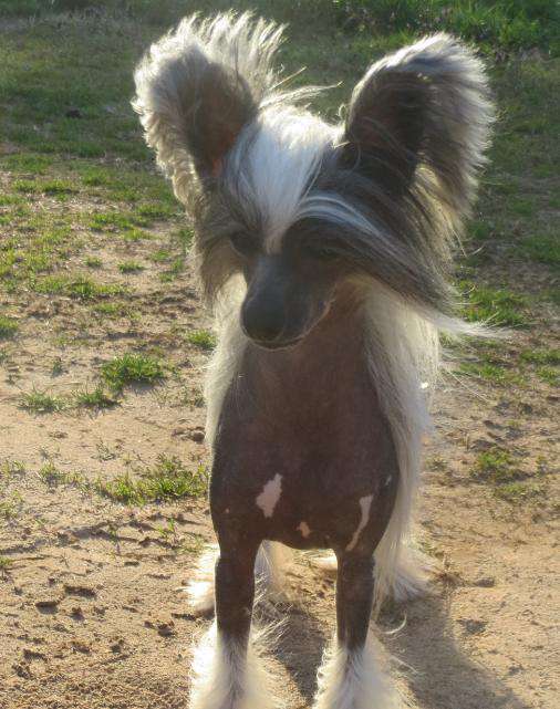 Little Dog Of Dream Hotshot Mosaic