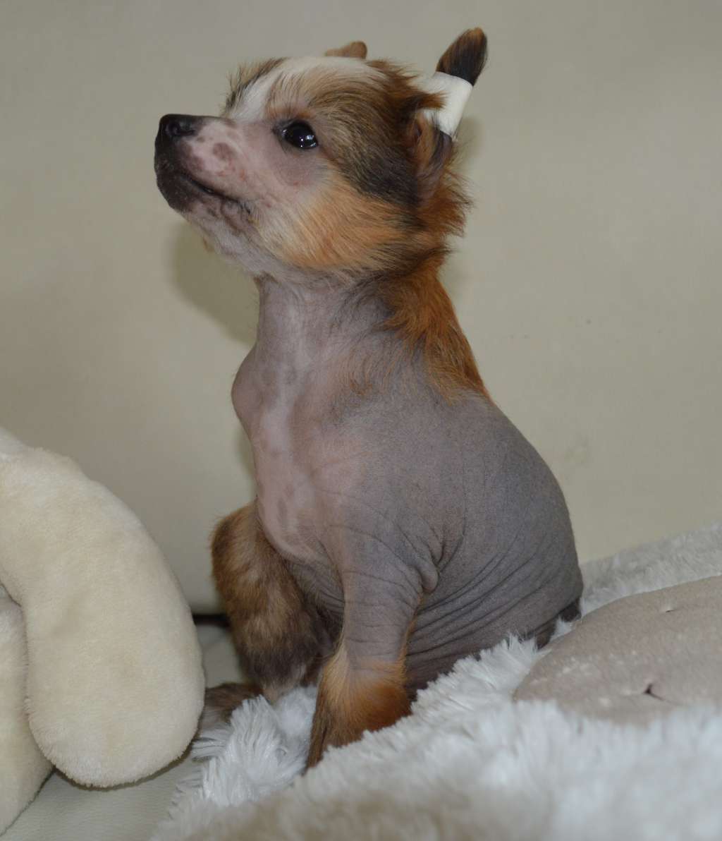 Ogni Stolitsy Divnaya Diva