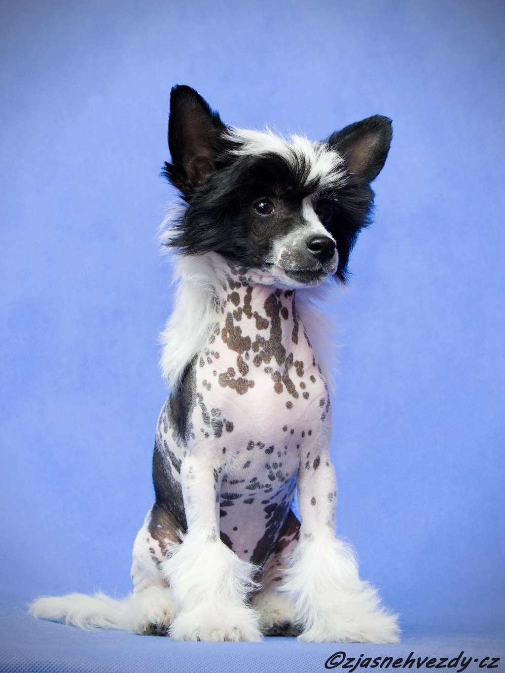 Portos z Jasne hvezdy