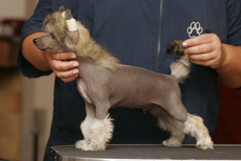 Gou's Make Me a Believer