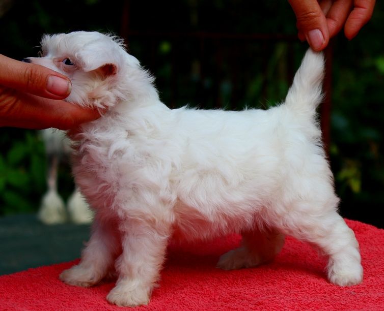 Angel O' Check Mirabell.