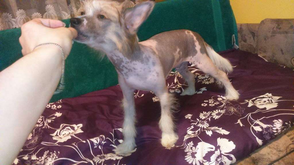 Dragon Fly Garden Roses