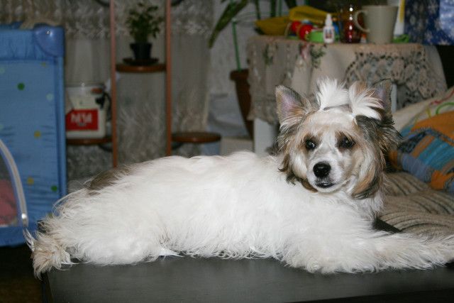 Nika Stars Oluchi Vivat