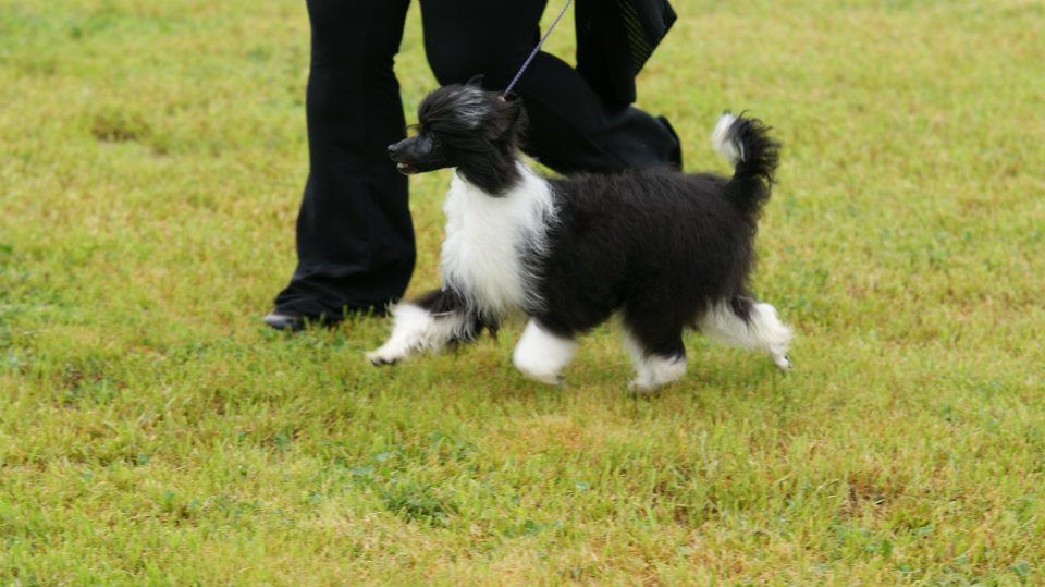 Del Sol's Indigo Girl