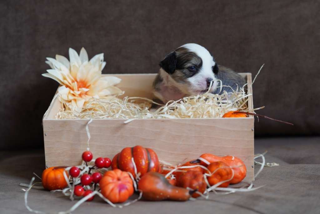 Kalimera's Fast As Flash