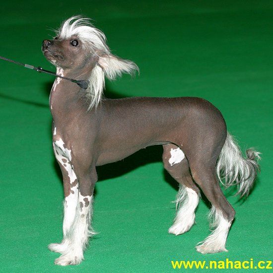 Oriental Jokes Valiance