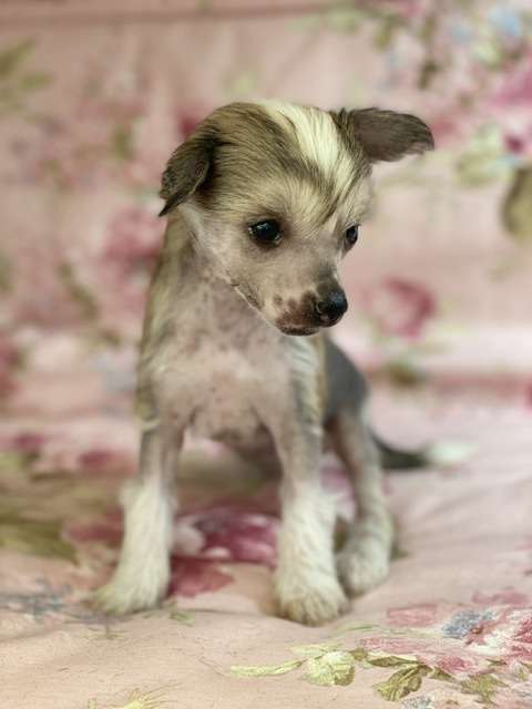 Xtra Trip von Shinbashi