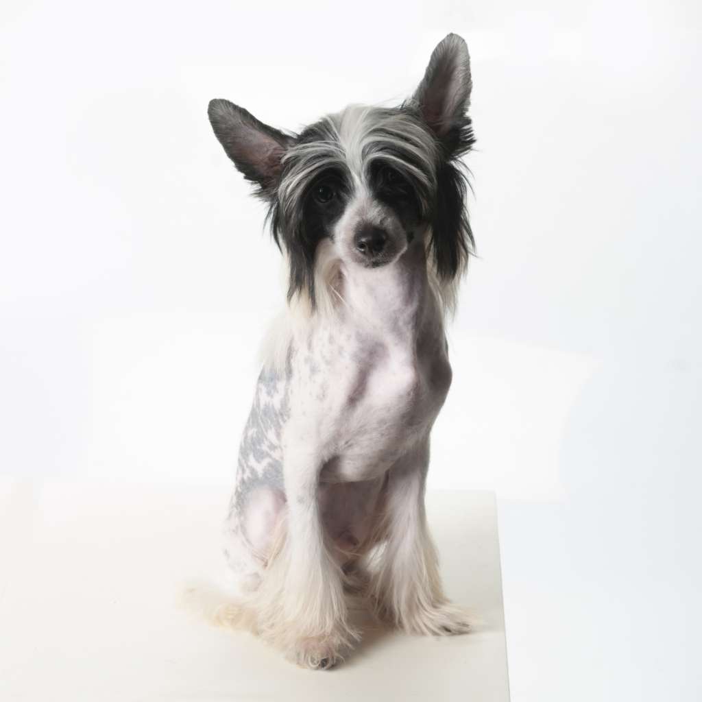 Muso Grazioso Lord Bravery Heart