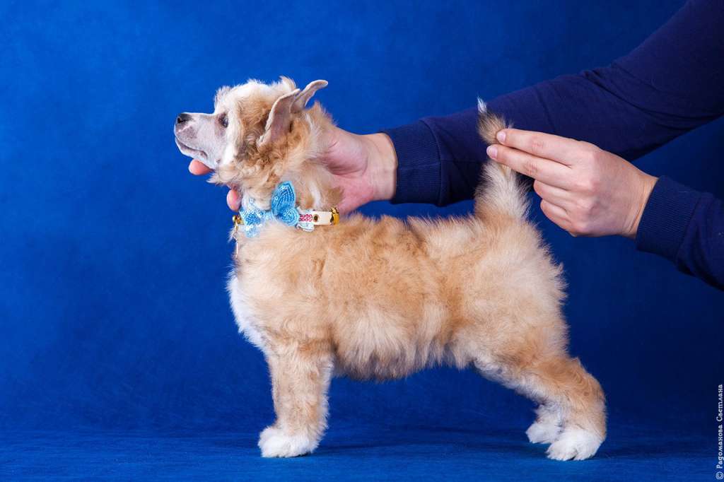 Rolana Family Amadeus