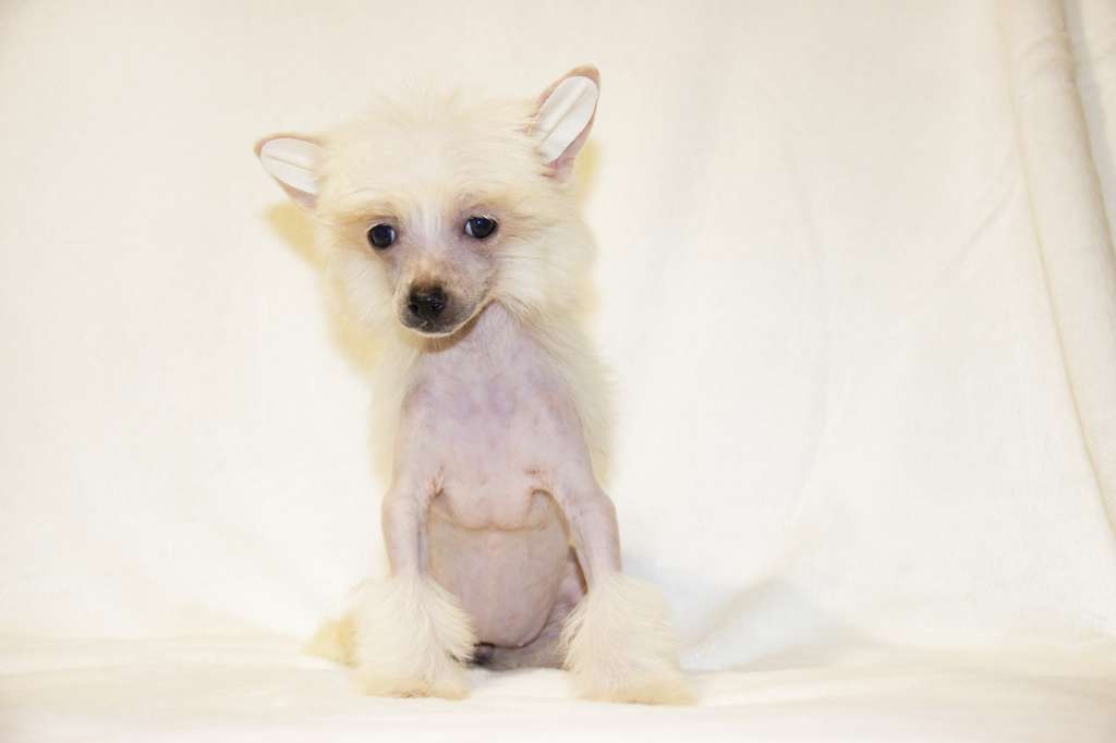 Diamanti Della Vita Zemfira