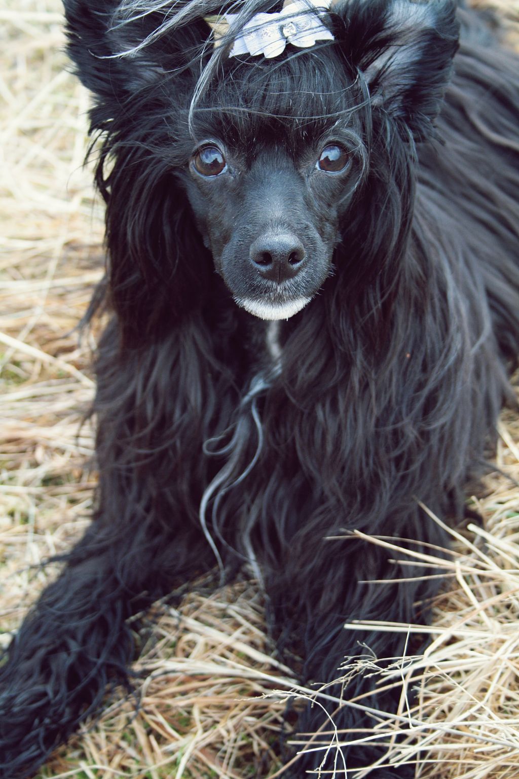 Shandor's Jumping Jolly