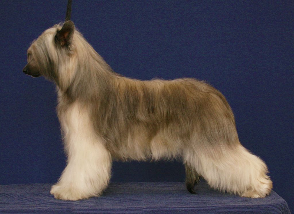 Practical Hero Her Majesty