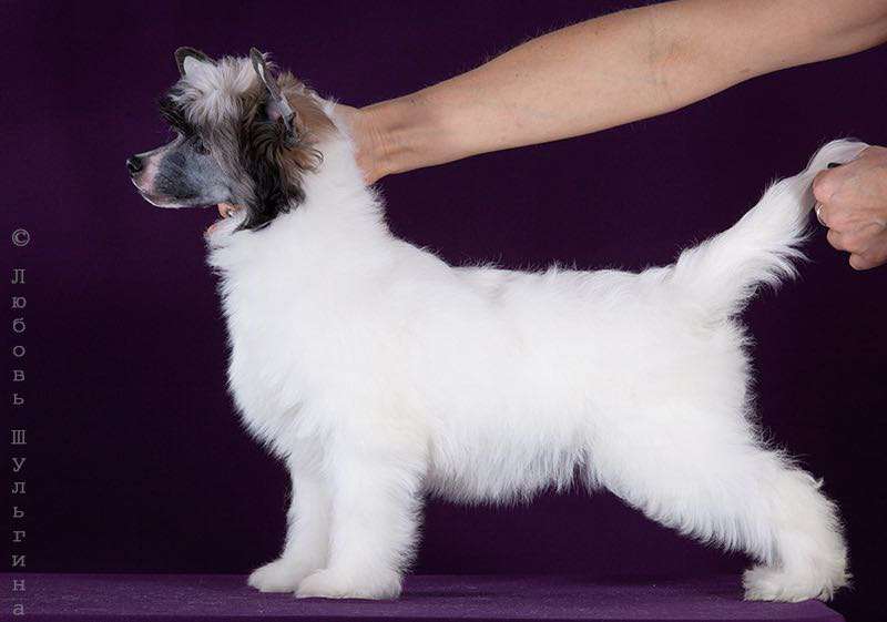 My Vanity Fair Nibelungen v.Fabeltier