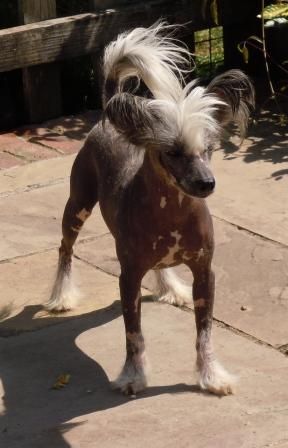 Scherzando Puck 11.2.2010 - 16.9.2015