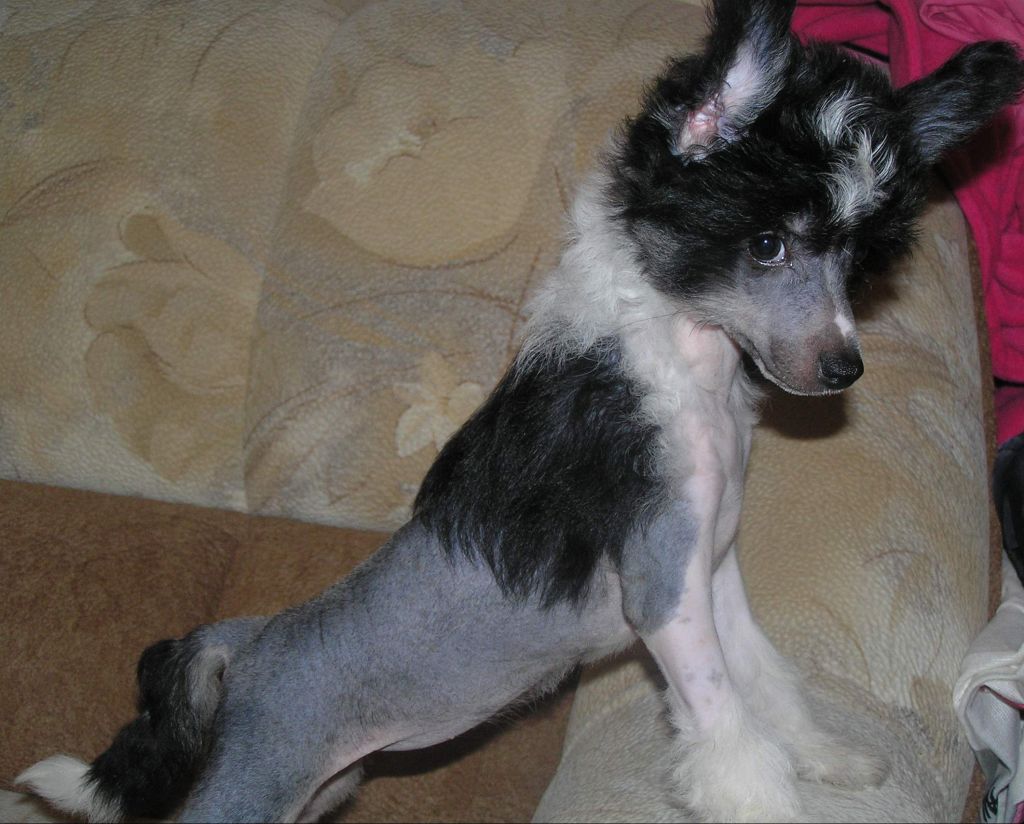 Leon Fleur de Lis Evra