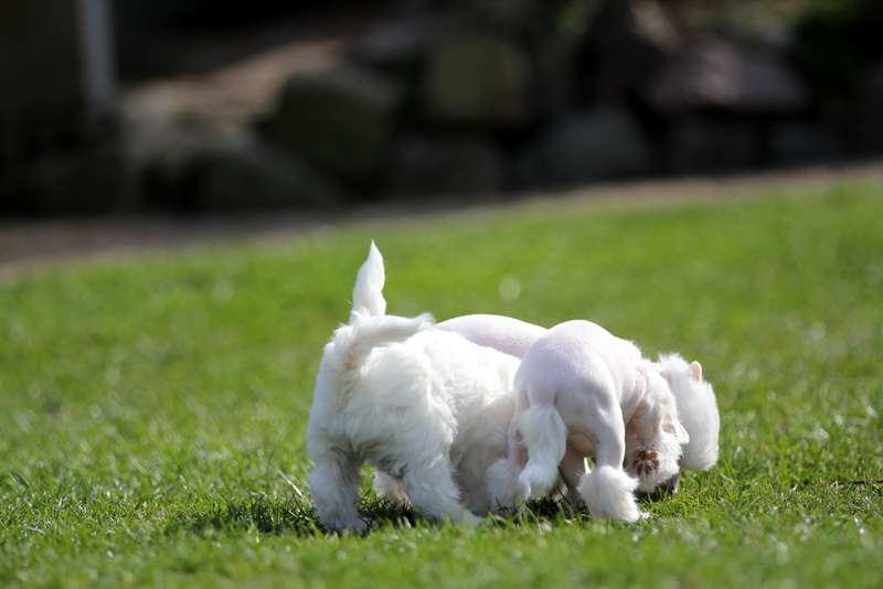 Solino's Unchained my Heart