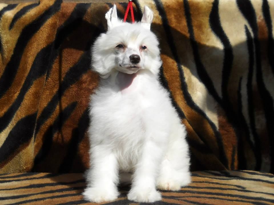 Kleopatra Dom Risorto