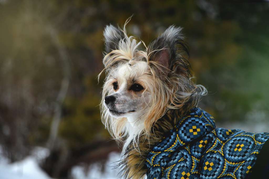 Magic of Success Richard