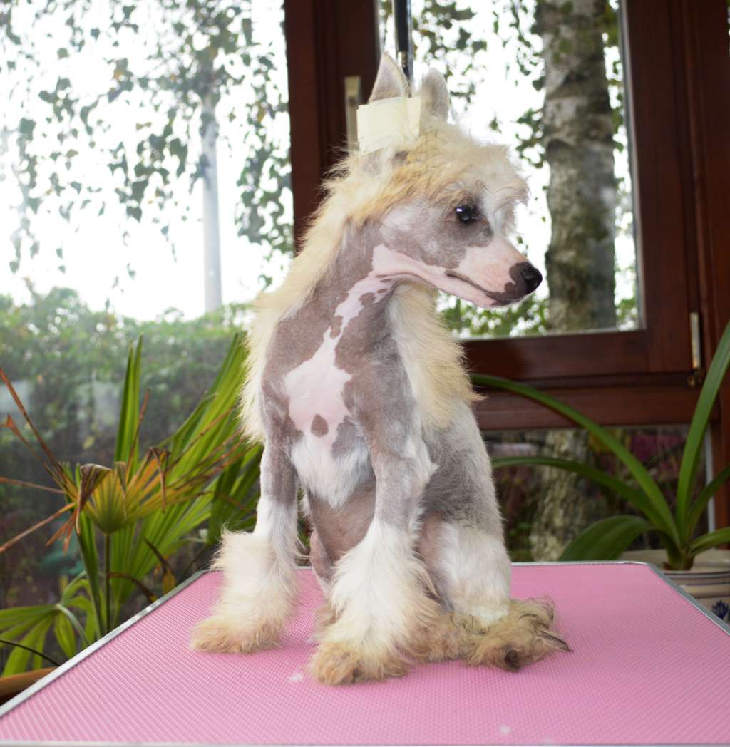 Mister Malone von Shinbashi