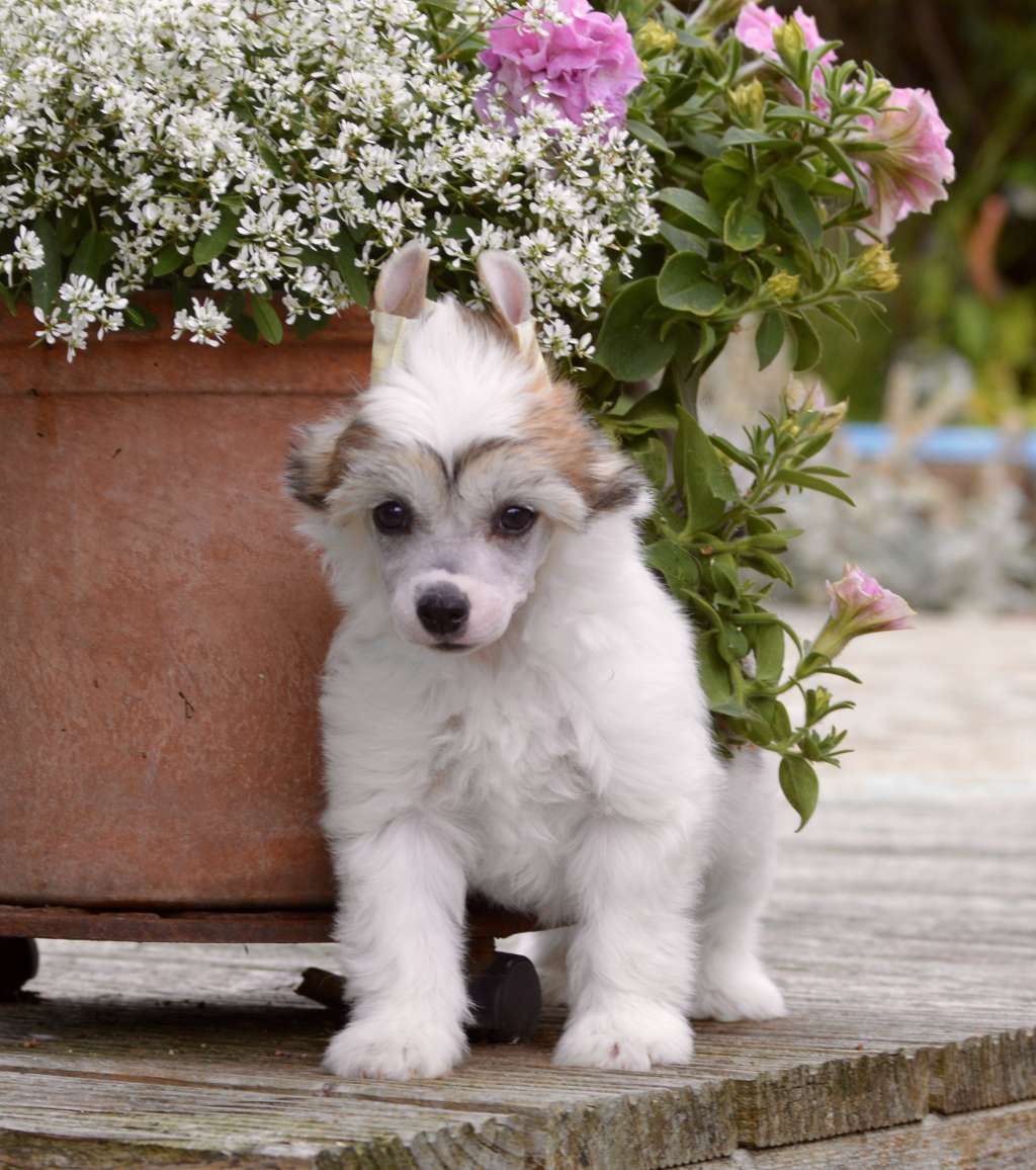 Xtrem Show Girl von Shinbashi