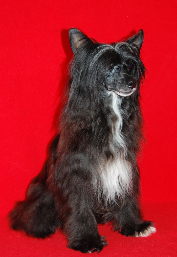 Shida Ancient Chinese Secret