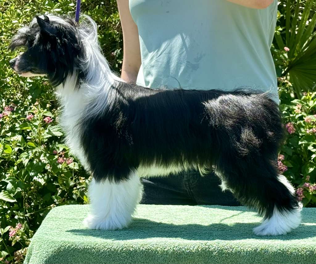 FronkLinn Saratoga Sharp Dressed Man