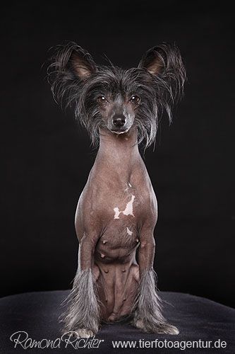 Edcullen's Glade Aspria Aspire