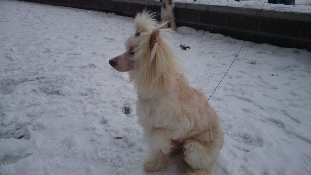 Kado Kitaiski Potcelui Chiz