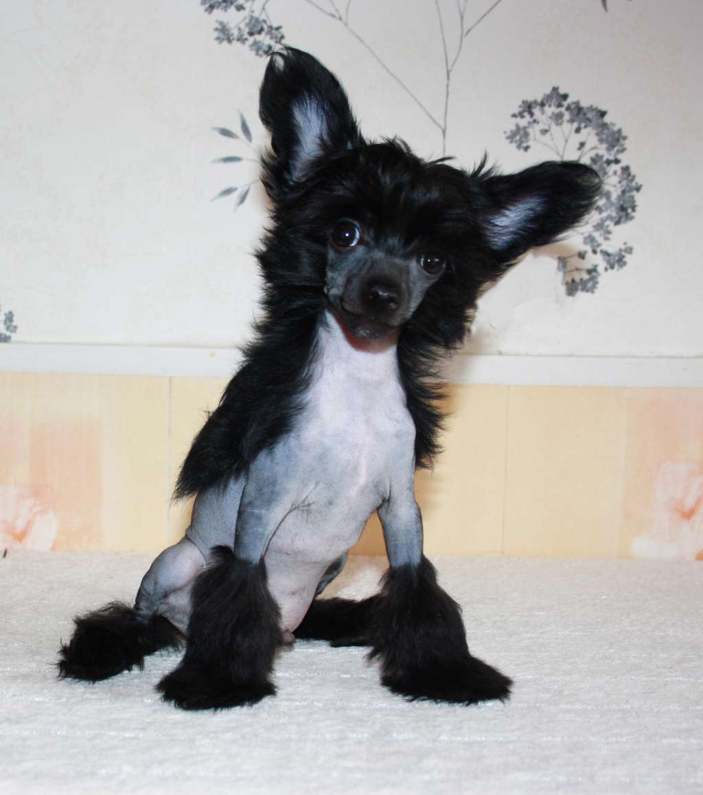 Charuyuschiy Soblazn Tainstvenny Tryufel'