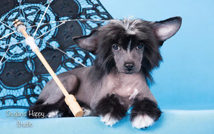 Dogland Happy Naughty Girl