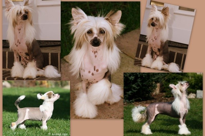 Solino's On White Socks