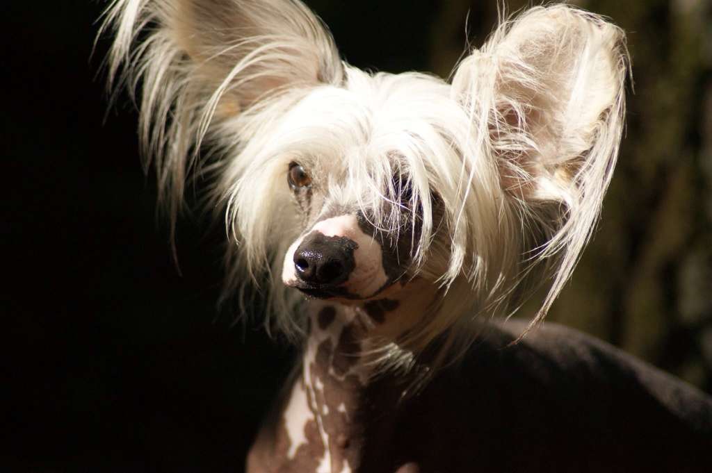 Sparkling Sunray of Blue Champagne