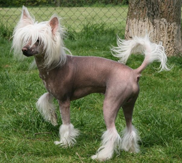 Pick It Up for Show von Shinbashi