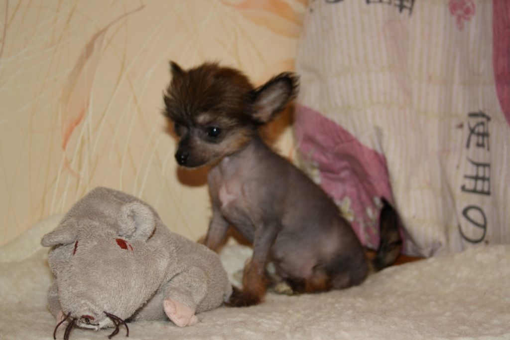 Charuyuschiy Soblazn Viki Smail