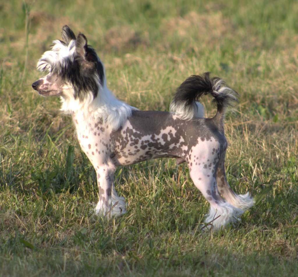 Homestead N Gardine Park the Snark