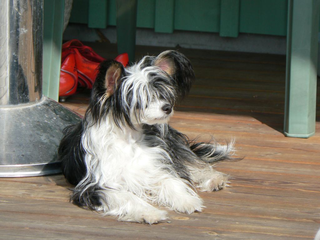 Bellatrix Luckycharm Nova