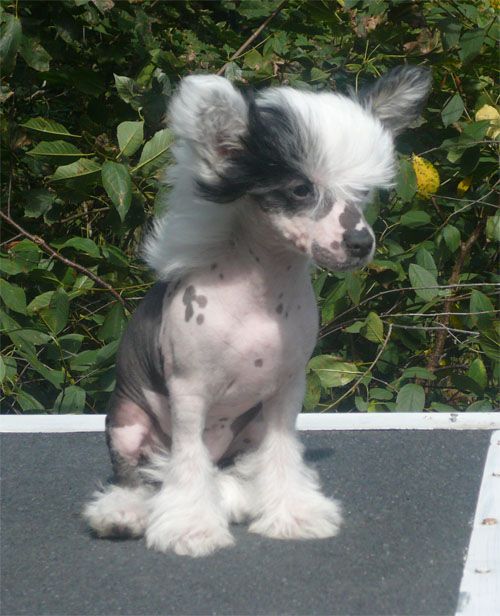 Candy Queen's Viola Violet