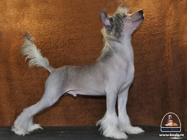 Ksolo Club Djastin Itel