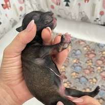 Bazir Candy lollipops