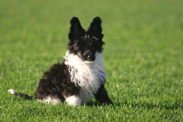 Tippytoes La Perla Negra