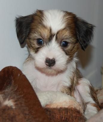 Crestyle Rather Impressive HL