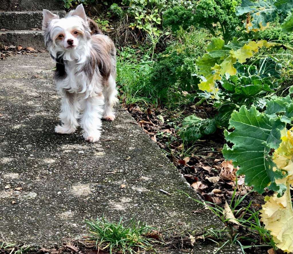 Darling Teach me Tonight in Terra Civis