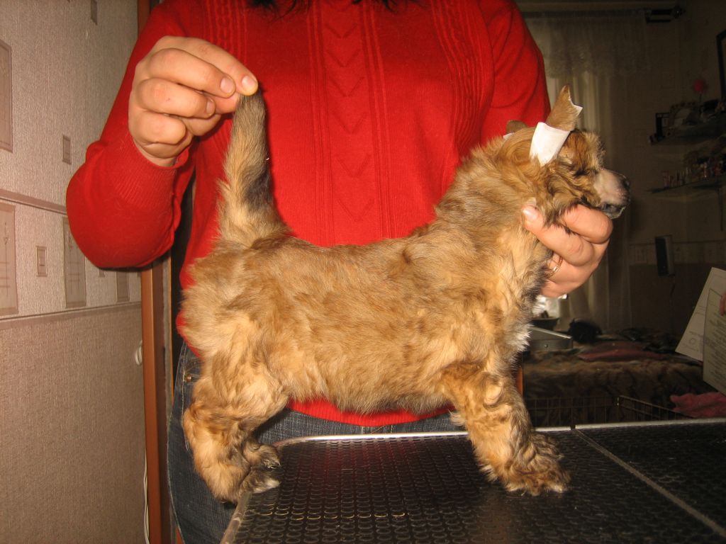 La Vendjes Golden Boy