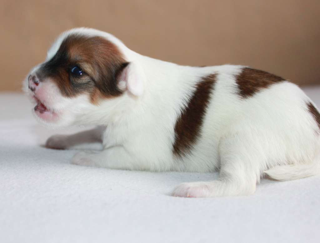 Karnelia Kinkala Cashmere iz Clana Timurlana