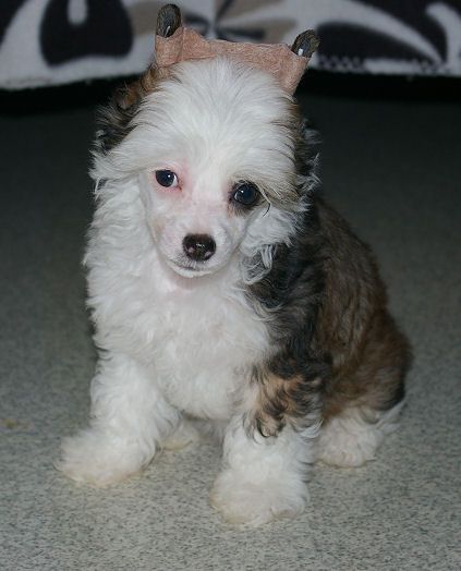 Hundred Acres Pirate Princess