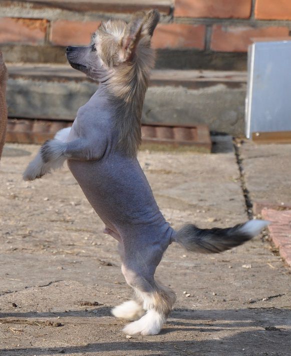 Woody Woodpecker Winning Smile